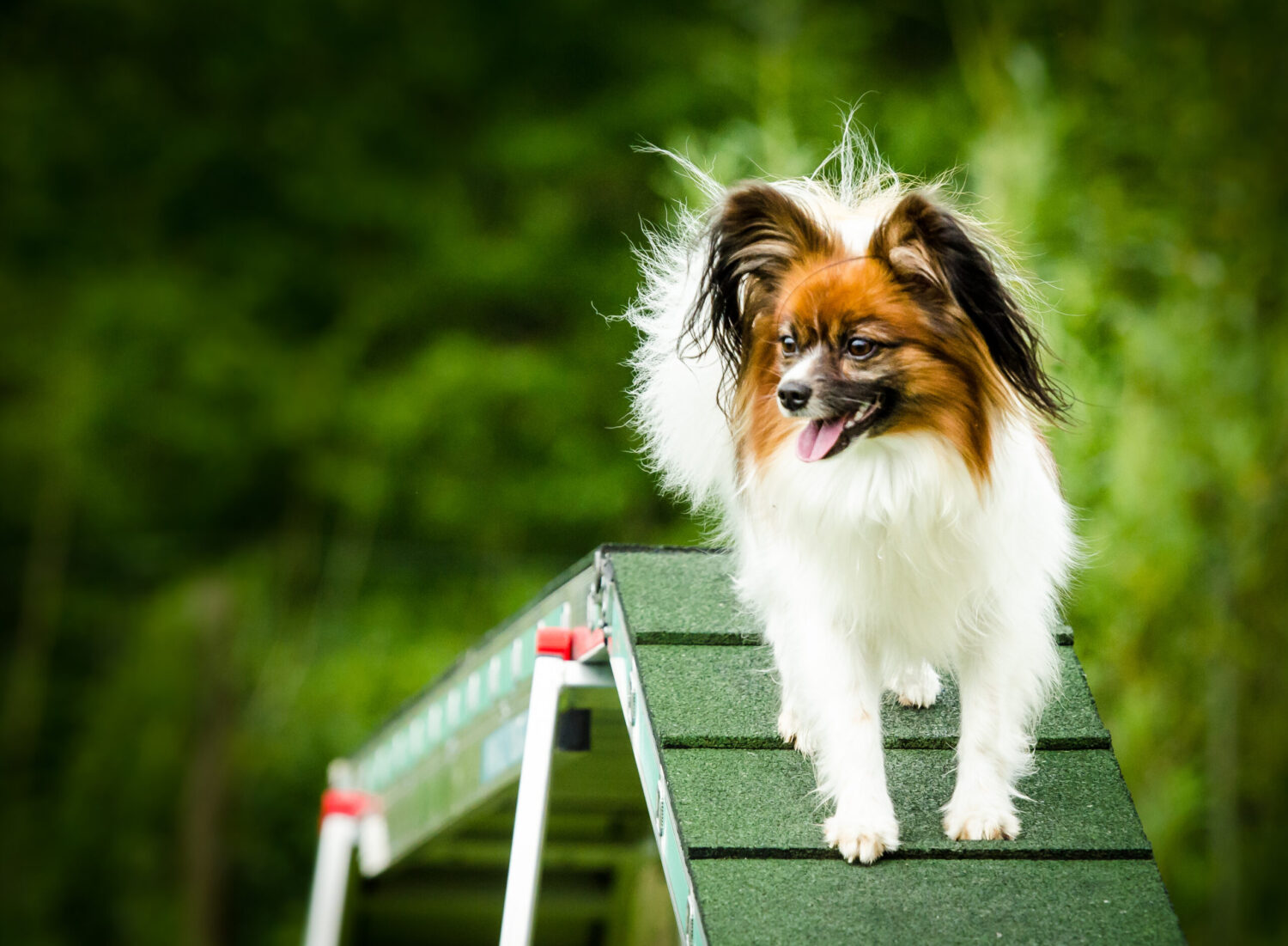 IzzyAgility